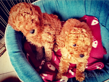 Cuccioli di barboncino Toy Red