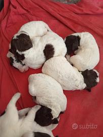 Cuccioli Lagotto romagnolo
