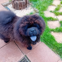 Cucciolo chow chow