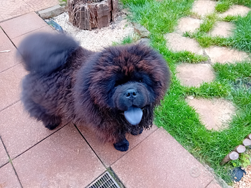 Cucciolo chow chow