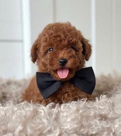BARBONCINO TOY CUCCIOLI RED - BARBONCINI pag rate