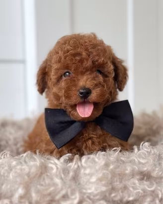 BARBONCINO TOY CUCCIOLI RED - BARBONCINI pag rate