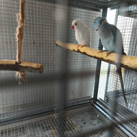 Coppia parrocchetti dal collare