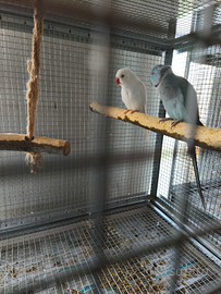 Coppia parrocchetti dal collare