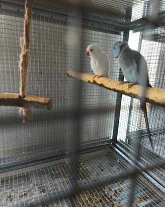 Coppia parrocchetti dal collare