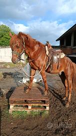 Cavallo castrone