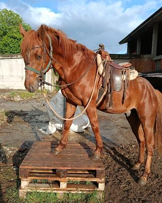 Cavallo castrone
