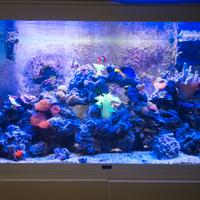 acquario Marino da 300 litri