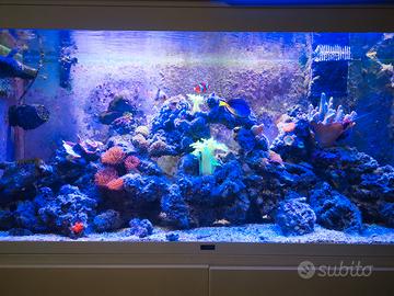 acquario Marino da 300 litri