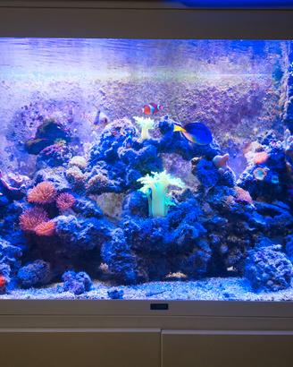 acquario Marino da 300 litri
