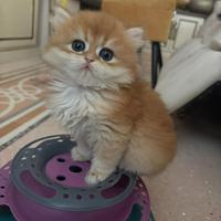 British longhair black golden