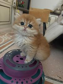 British longhair black golden