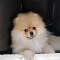 Spitz di Pomerania pedigree