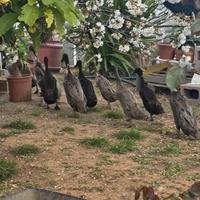 Anatre corritrici indiane