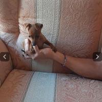 Pinscher Toy femmina