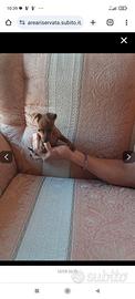 Pinscher Toy femmina