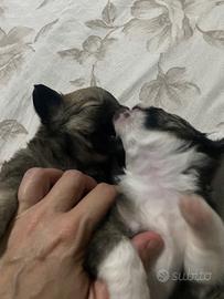 Chiwawa