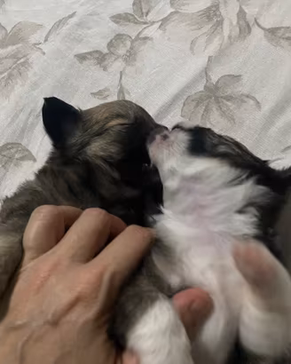 Chiwawa