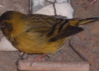 Ibridi
