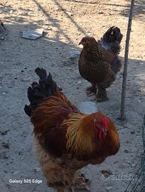 Brahma