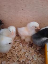 Pulcini gallina Livornese