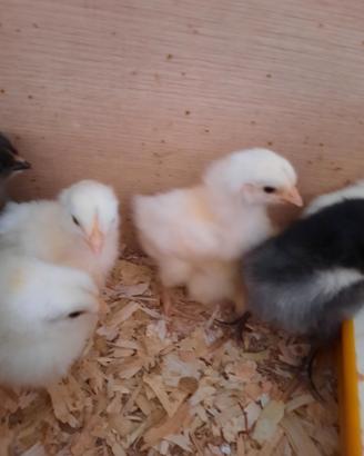 Pulcini gallina Livornese