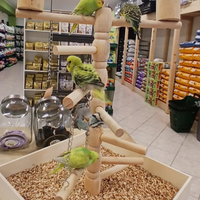 Pappagallini cocorite allevati a mano