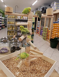 Pappagallini cocorite allevati a mano