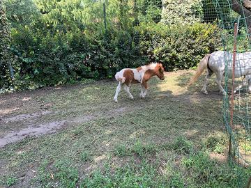 Mini Pony