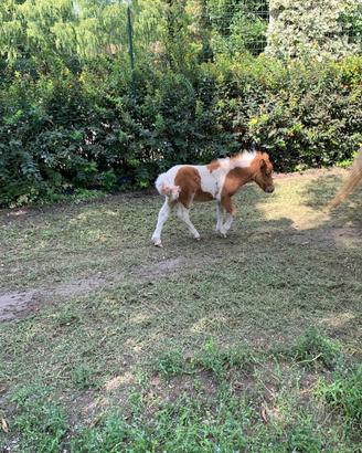 Mini Pony