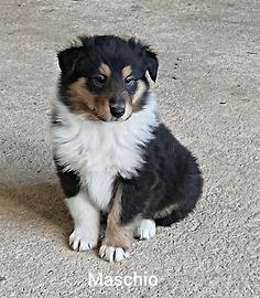 Collie (pastore scozzese)