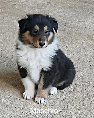 Collie (pastore scozzese)