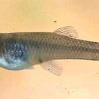 Pesci Gambusie