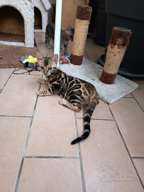 Feminucce & maschietti