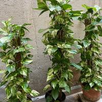 PIANTA POTHOS