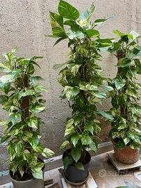 PIANTA POTHOS