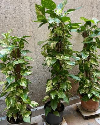 PIANTA POTHOS