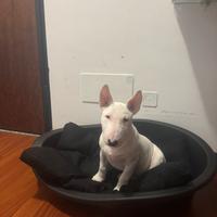 Bull terrier miniatura