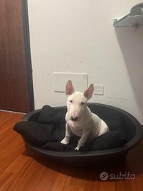 Bull terrier miniatura