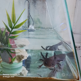 AXOLOTL anfibio