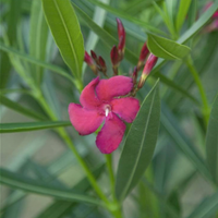 Piante di oleandro