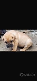 Cuccioli di cane corso