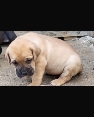 Cuccioli di cane corso