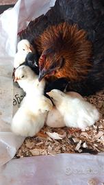 galline francesine 