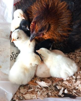galline francesine 