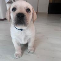 Cuccioli maschi di Labrador Retriever con Pedigree