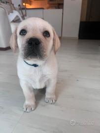 Cuccioli maschi di Labrador Retriever con Pedigree