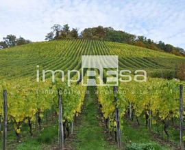 Terreno Agricolo - Valdobbiadene