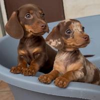 Cuccioli di bassotto