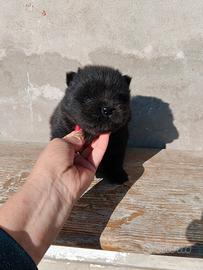 Chow Chow con Pedigree ENCI